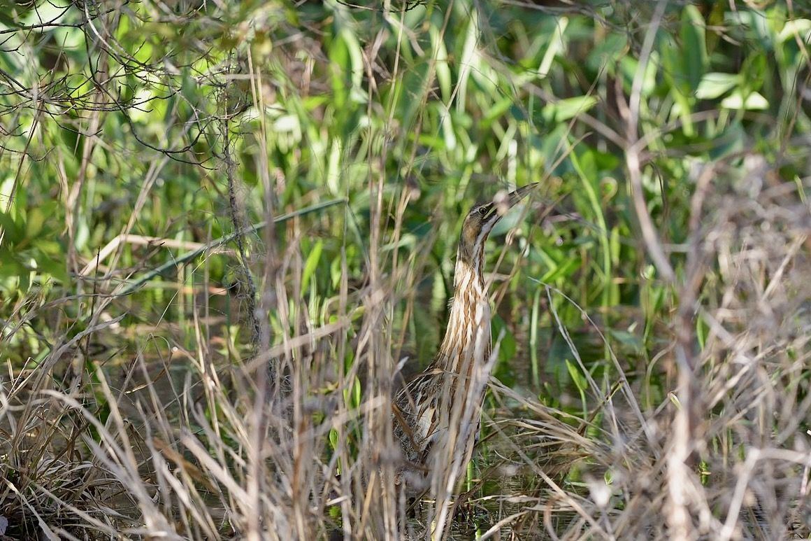 American Bittern hiding in tall grass by Carlowenby, CC SA-BY 4.0